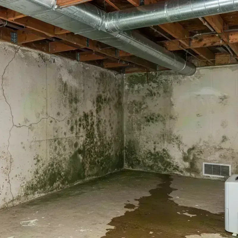 Professional Mold Removal in Lubeck, WV